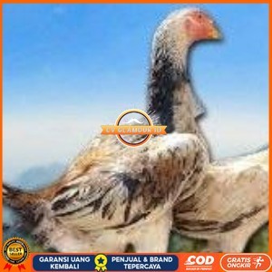 

telur ayam shamo murni vertil original resmi CV GLAMOUR ID