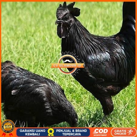 

Telur ayam hias cemani lidah hitam fertil asli siap ditetaskan - ayam cemani CV GLAMOUR ID
