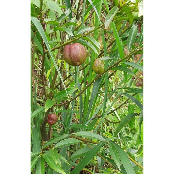 

OHI Daun Mahkota Dewa Organik KC