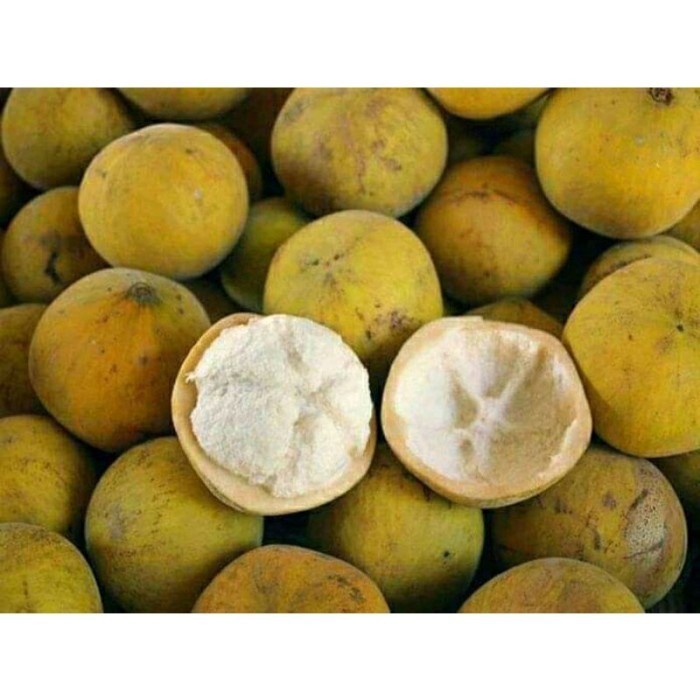 

Sale buah kecapi terjamin