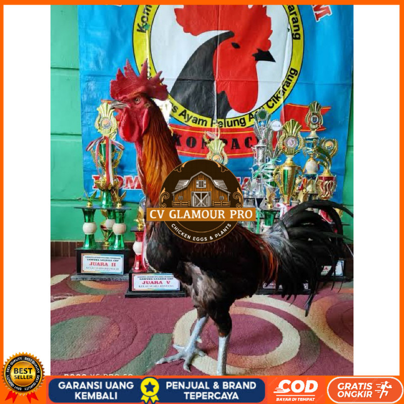 

TELUR FERTIL AYAM PELUNG TRAH JUARA UNTUK DI TETASKAN CV GLAMOUR PRO