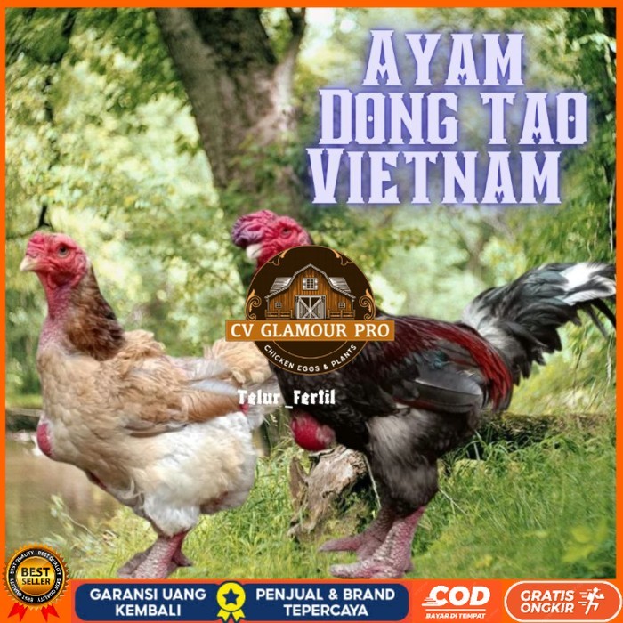 

telur ayam dong tao vietnam ori bisa untuk di tetaskan vertil original berkualitas CV GLAMOUR PRO