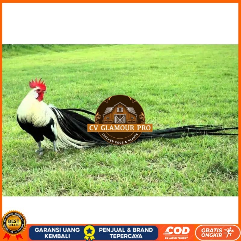 

TELUR AYAM HIAS ONAGADORI ATAU AYAM EKOR PANJANG UNTUK DI TETASKAN CV GLAMOUR PRO