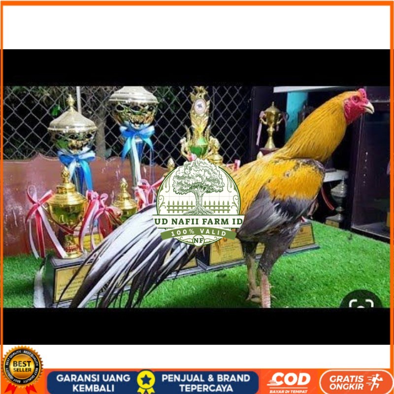 

PAKET 3 BUAH TELUR AYAM BANGKOK EKOR LIDI (FRESH) UD NAFII FARM ID
