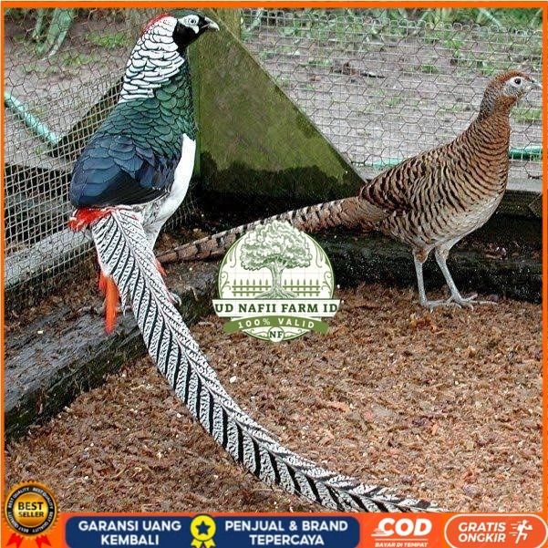 

Telur ayam hias ringneck lady amherst pheasant fertil untuk ditetaskan UD NAFII FARM ID