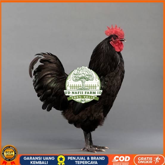 

Telur ayam hias black australorp fertil siap ditetaskan UD NAFII FARM ID