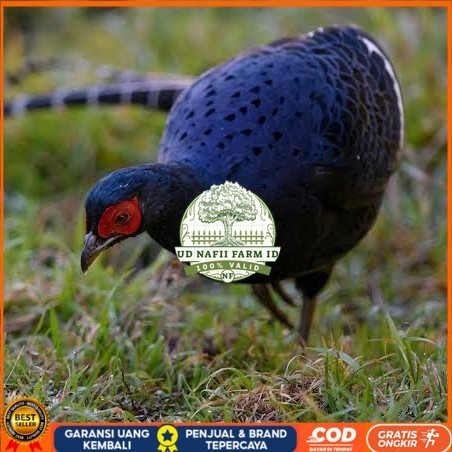 

Telur ayam hias ringneck mikado pheasant fertil bisa ditetaskan Langsung UD NAFII FARM ID