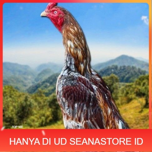 

telur tetas ayam shamo valid UD SEANASTORE ID