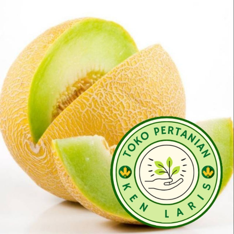 TERLARIS 150+ BENIH MELON PERTIWI SUPERAN BIBIT UNGGUL