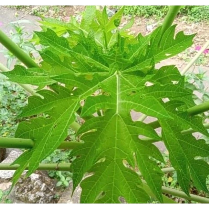 

GS-17 Pucuk pepaya/daun pepaya muda 1ikat