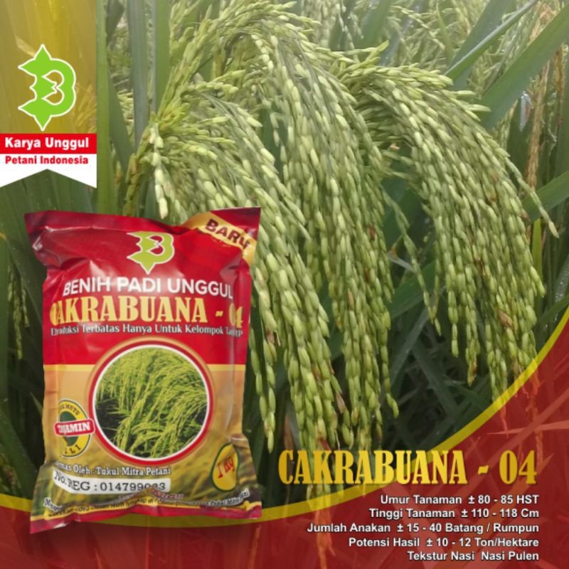 Padi Cakrabuana 04 / Padi Unggul Cakrabuana 04
