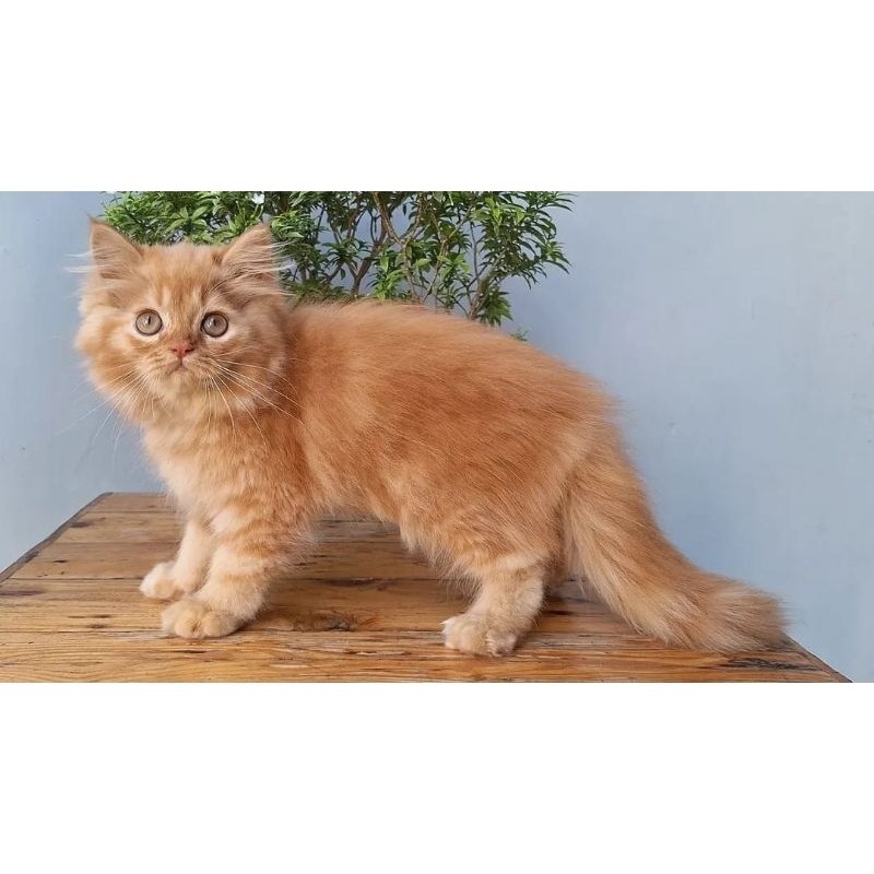 Kucing Persia Medium Betina 2 Bulan Oren Bar Bar