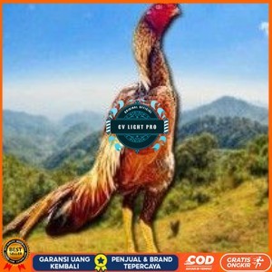 

telur tetas ayam shamo super jumbo super garansi CV LIGHT PRO
