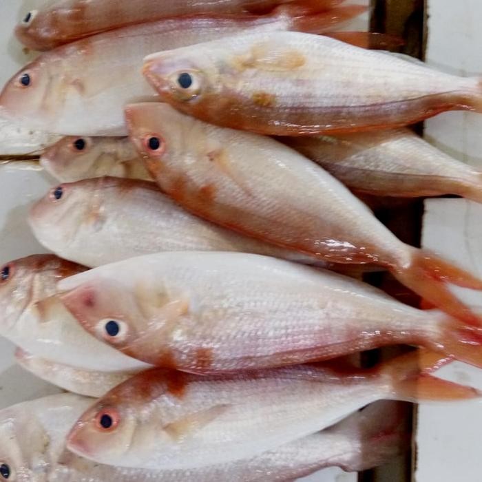 

Ikan Kurisi Bangka 1 kg