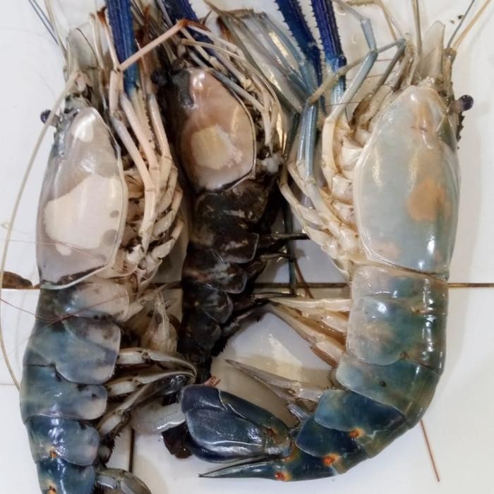 

Udang Gala 500gr