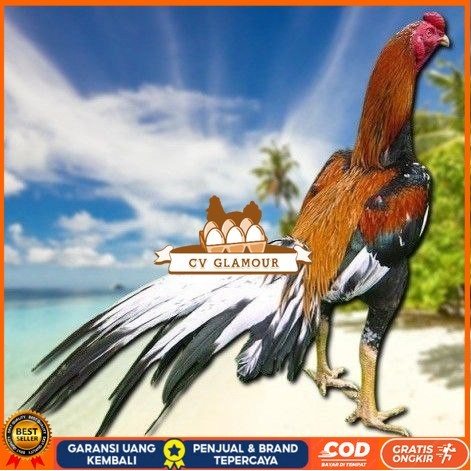 

telur ayam bangkok petarung bisa untuk di tetaskan CV GLAMOUR