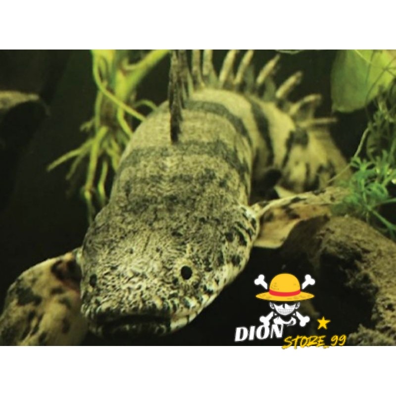 IKAN PALMAS ENDLICHERI & ALBINO (UKURAN INDUKAN & ANAKAN) BERKUALITAS