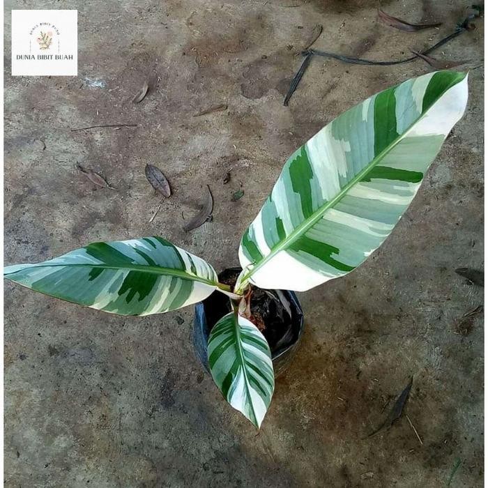 bonggol/bibit pisang varigata musae