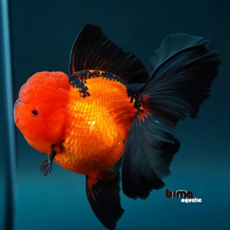 Kebutuhan aquarium MAS KOKI ORANDA BLACK GOLD GRADE A+ 7-9 CM
