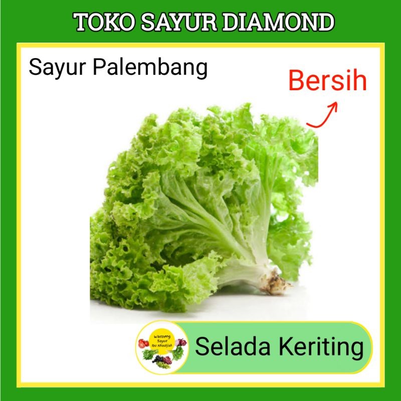 

Selada Keriting Hijau Segar - Toko Sayur Diamond