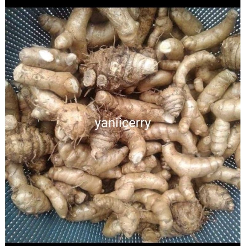 

Kunyit putih/temu putih jual/500 gram (curcuma zedoaria