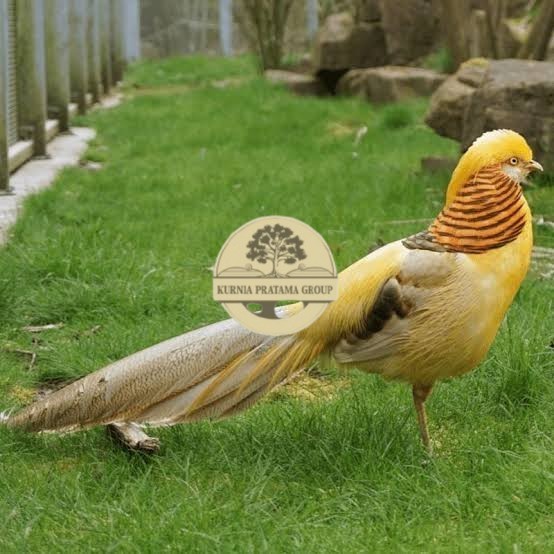 

Telur ayam hias ringneck yellow pheasant fertil asli KURNIA PRATAMA GROUP