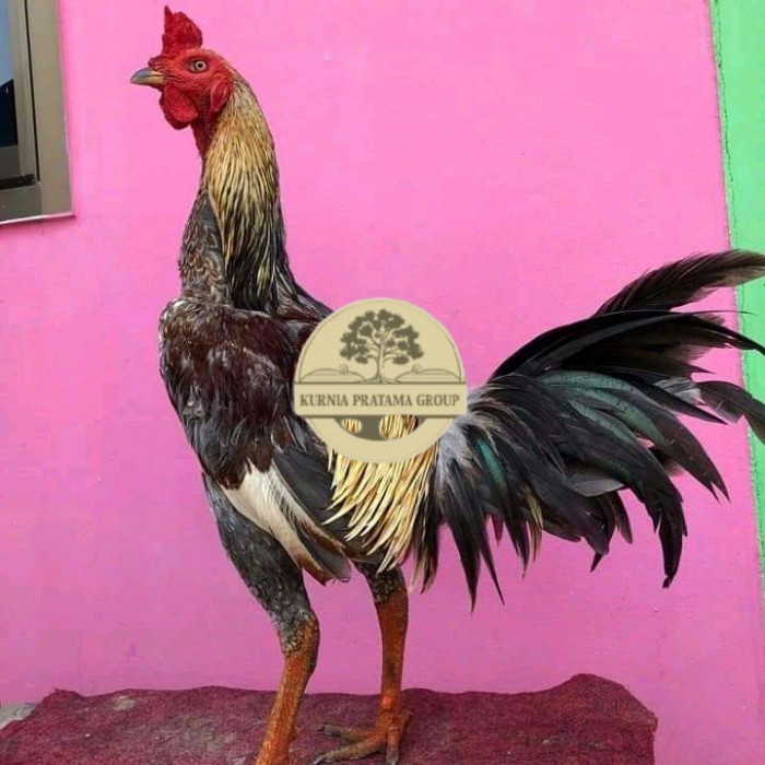 

Telur ayam bangkok pama mangon petarung fertil untuk ditetaskan KURNIA PRATAMA GROUP