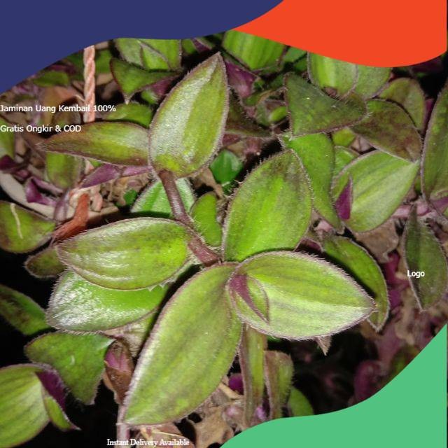 

Daun Kuping Kera Segar - Tanaman Gantung Alami