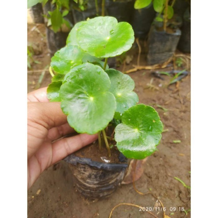 

Ready stok PROMO BIBIT PEGAGAN HALUS SIAP TANAM (beli 5 gratis 1)