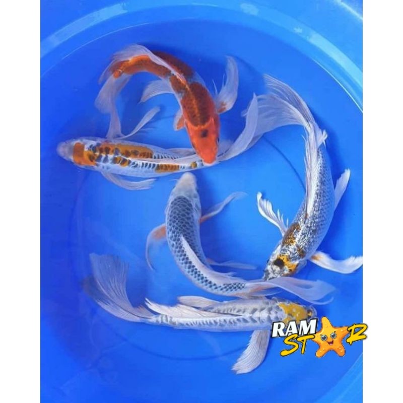 

TERLARIS!!! koi slayer kumpay 10-13 cm mix warna bagus banget