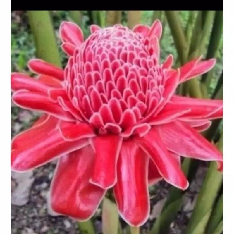 

Promo kecombrang segar bunga honje /rombeh fresh 100gram COD T.R.S