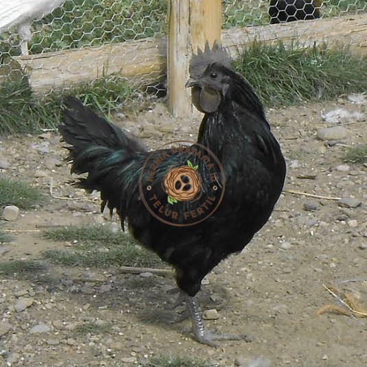 

Telur ayam hias cemani lidah hitam siap ditetaskan - ayam cemani KURNIA PRATAMA ID