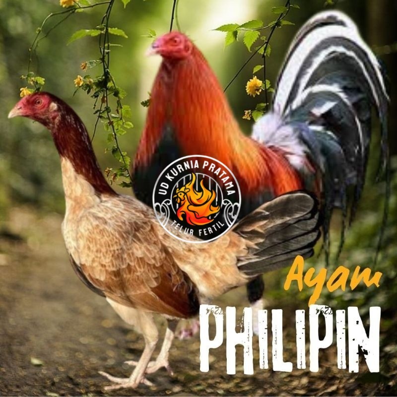 

telur ayam philipin import AK47 bisa untuk di tetaskan UD KURNIA PRATAMA