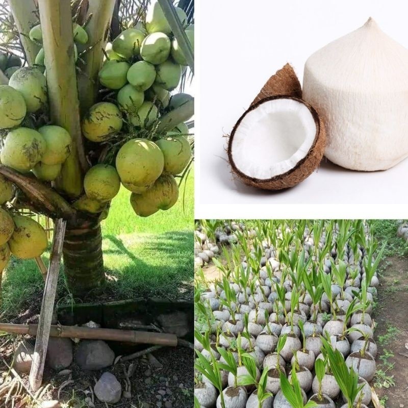 Kelapa Entok Genjah Super,  Kelapa Entok Genjah Besar, Kelapa Entog