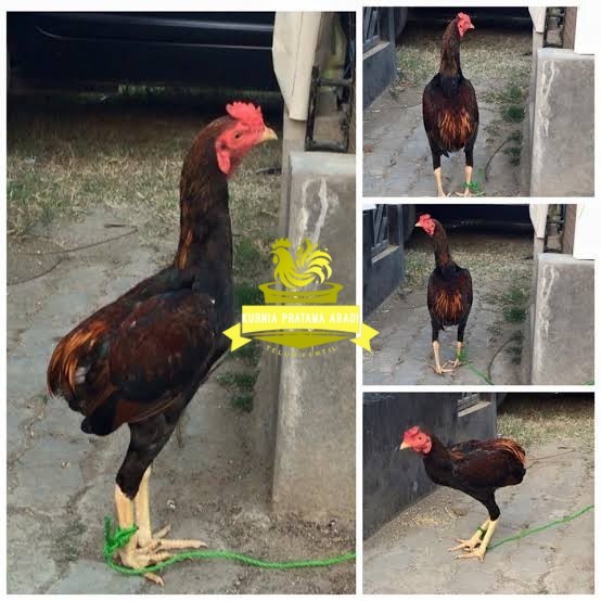 

Telur ayam tukung / telur ayam hias / telur fertil untuk ditetaskan KURNIA PRATAMA ABADI