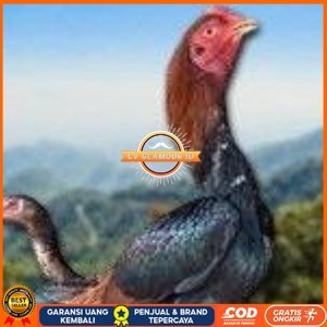 

telur ayam Shamo Eropa Ori (telur fertil) CV GLAMOUR ID