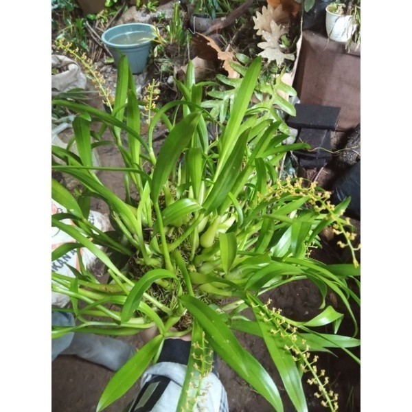 

Ready stok New Promo Anggrek sejenis liparis murah per rumpun COD