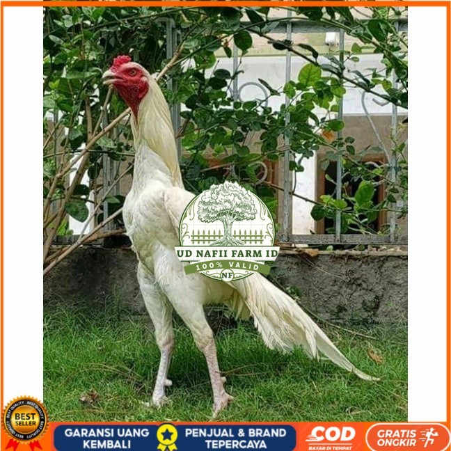 Telur ayam hias putih nasional bangkok putih fertil siap tetas - ayam nasional UD NAFII FARM ID