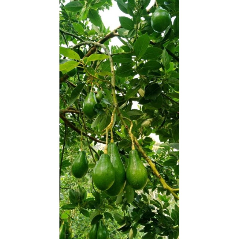 bibit alpukat lilin singkawang full media siap tanam