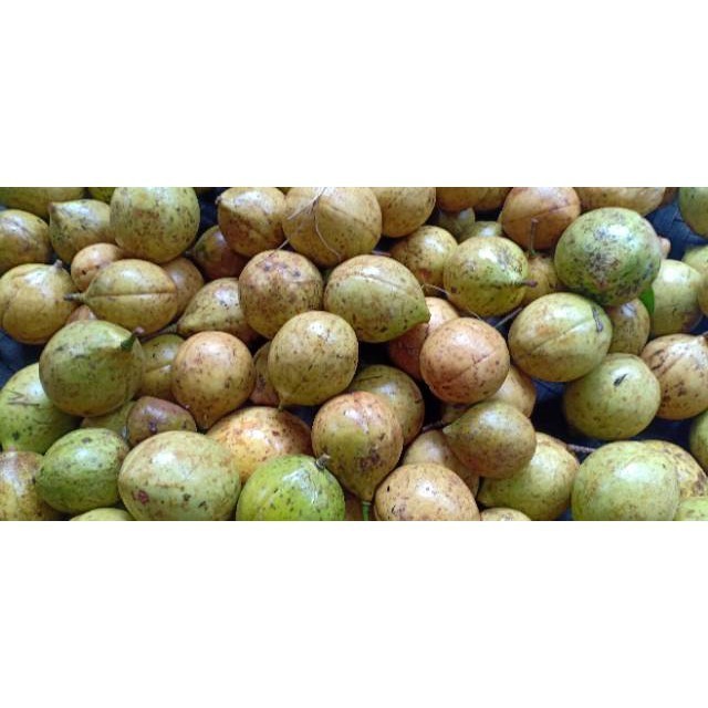 

AZ buah pala segar 500 gram