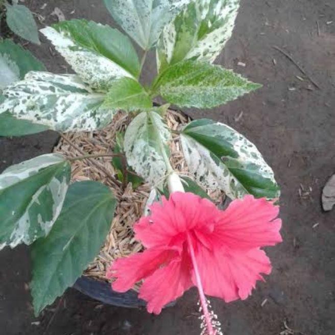 Tanaman Hias Kembang Sepatu Variegata