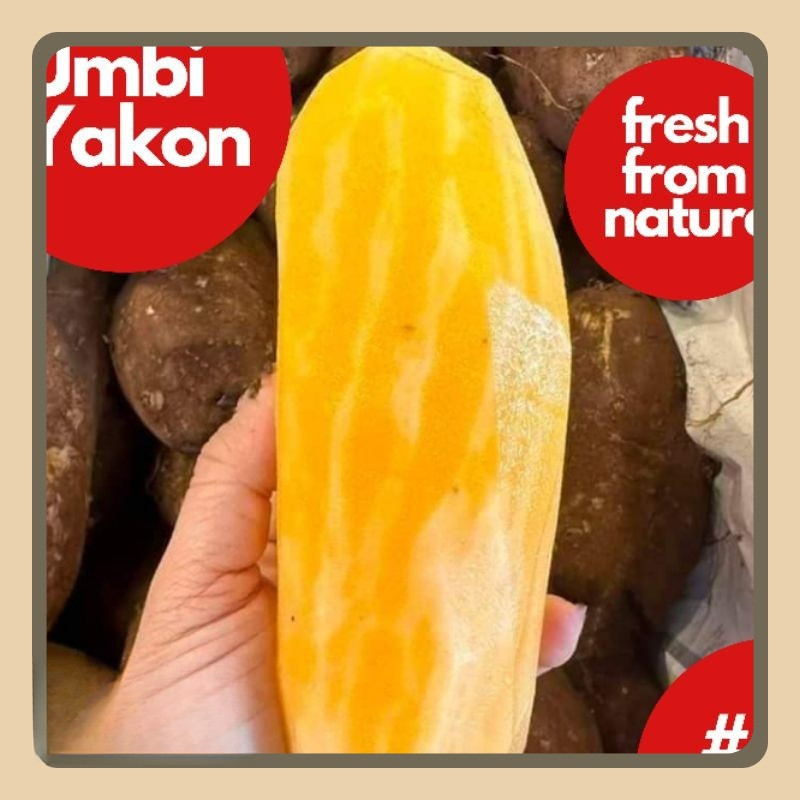 

Ubi Yakon/Umbi Yacon Wonosobo 1 Kg