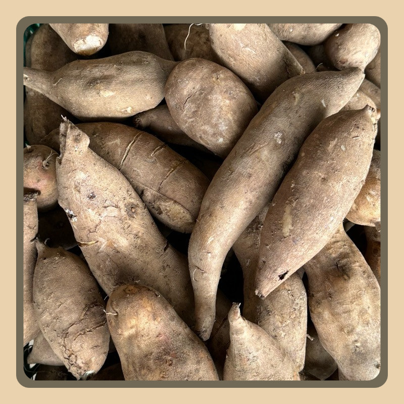 

umbi yakon segar asli wonosobo ukuran sedang kecil isi 11 buah sampai 15