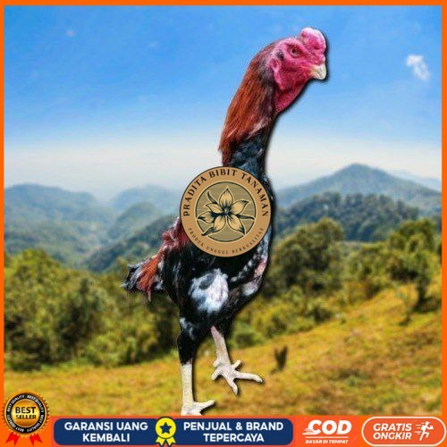 

telur ayam shamo jepang ori petarung bisa untuk di tetaskan PRADITA BIBIT TANAMAN