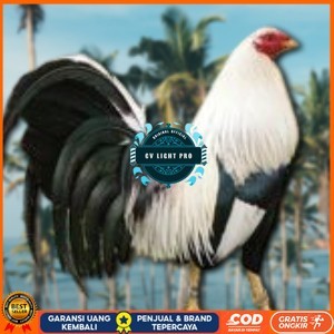 

telur ayam philipin asli AK47 bisa untuk di tetaskan CV LIGHT PRO