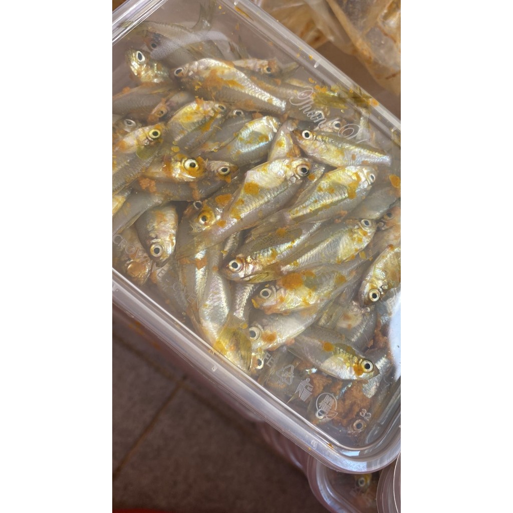 

Ikan wader ukuran 350-400gr