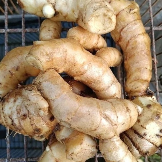 

Kunyit Putih Fres Segar Herbal alami, rempah rempah SEGAR, OBAT HERBAL