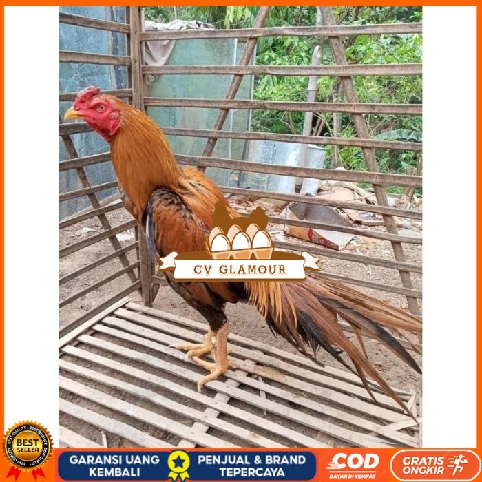 

(10 butir) Telur Ayam Ekor Lidi Untuk Di tetaskan CV GLAMOUR
