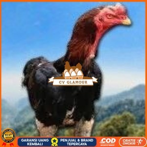 

telur tetas ayam shamo siap di tetaskan vertil super garansi CV GLAMOUR
