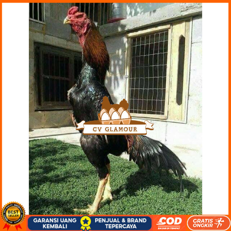

TELUR FERTIL AYAM SHAMO JEPANG UNTUK DI TETASKAN CV GLAMOUR